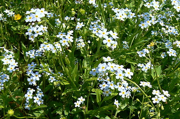 Image showing small blue flowers