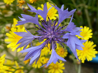 Image showing Cornflower