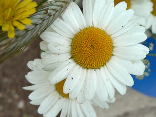 Image showing Daisy in garden