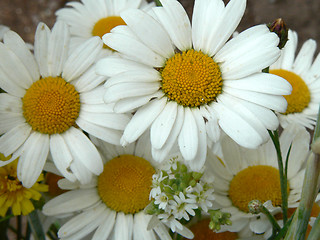 Image showing Daisies