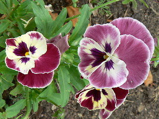 Image showing Violet pansies