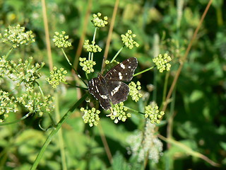 Image showing Butterfly