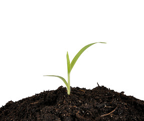 Image showing sprout in the ground