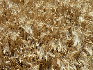 Image showing Wheat field