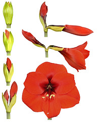 Image showing Hippeastrum flower