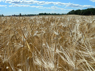 Image showing Wheat field