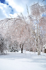 Image showing winter background