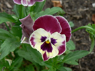 Image showing Violet pansies