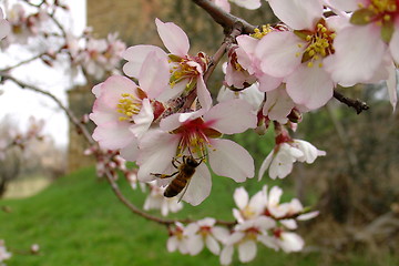 Image showing Bee on Flower