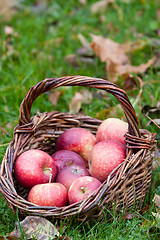 Image showing Red apples