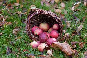 Image showing Apples