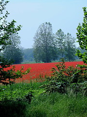 Image showing Poppies Filed