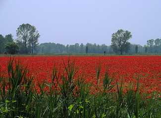 Image showing Poppies Field