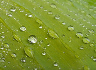 Image showing green leaf with water drops