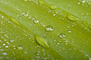 Image showing green leaf with water drops