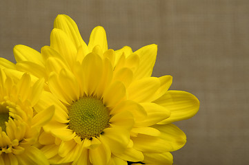 Image showing yellow chrysanthemums