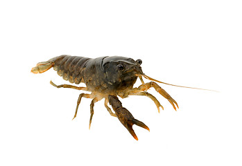 Image showing crayfish on a white