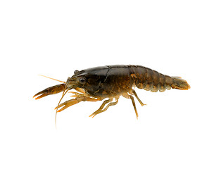 Image showing crayfish on a white