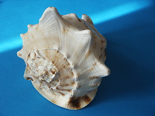 Image showing Sea bowl