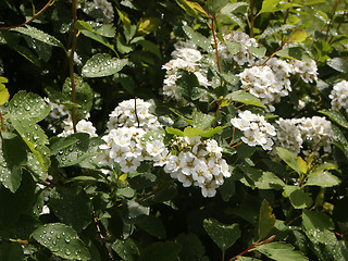 Image showing Bush after a rain