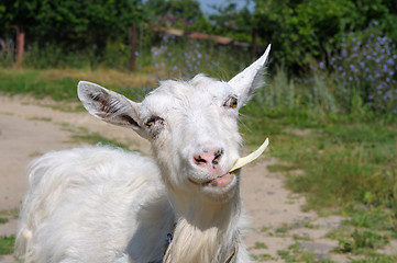Image showing white goat chewing the cabbage