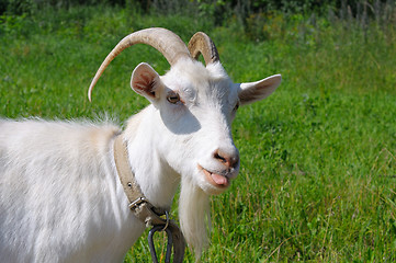 Image showing white goat showing tongue