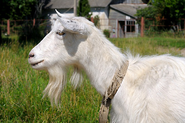 Image showing portrait of a goat in profile