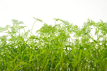 Image showing dill on white background