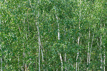 Image showing birch background