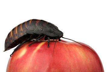 Image showing cockroach on the apple