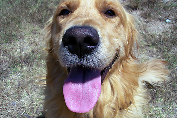 Image showing Golden Retriever