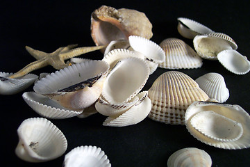 Image showing seashells