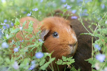 Image showing Piggy in a meadow