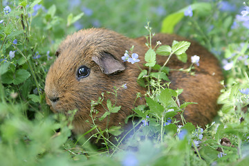 Image showing Brown Guinea Pig