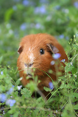 Image showing Ginger Guinea pig