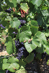 Image showing bunch of grapes