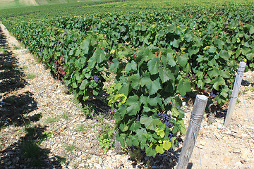 Image showing Vine