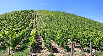 Image showing Vineyard