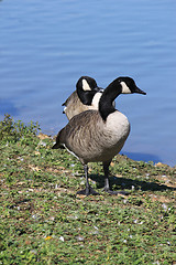 Image showing wild geese