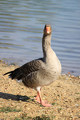 Image showing wild geese