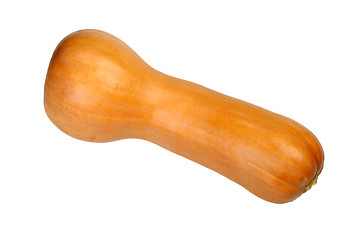 Image showing long orange pumpkin