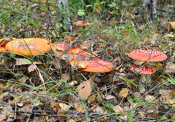 Image showing fly-agaric