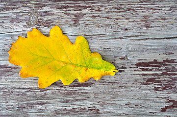 Image showing oak leaf