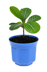 Image showing plant in blue pot isolated on white background