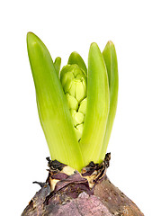 Image showing hyacinth bulb