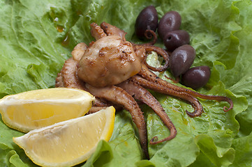 Image showing Portion octopus