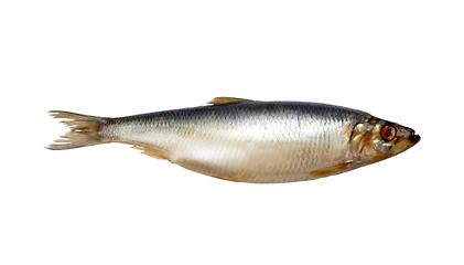 Image showing herring