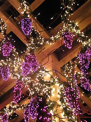 Image showing Grape Vine Lights