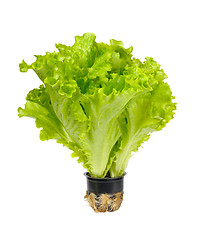 Image showing Butterhead lettuce