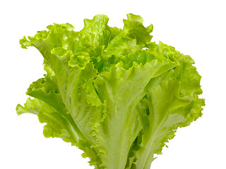 Image showing Butterhead lettuce